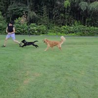 男性を追いかける黒い犬と茶色い犬