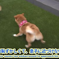 緊張気味の豆じろうちゃん