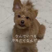 ポコくんの耳の変化9