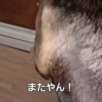 何かに気づいた犬