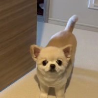 ドアの向こうから愛犬が…