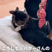毛繕いされる子猫たち