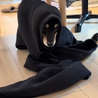 「なんでこんなことに…」