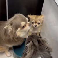 水飲み皿の奥で佇む犬
