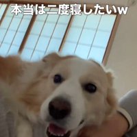 飼い主の上に乗ってカメラを見つめるボーダーコリー