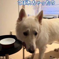 こぼしちゃってションボリ…