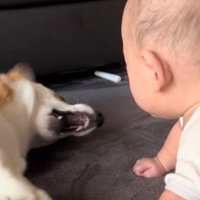 大声で吠えるこた君