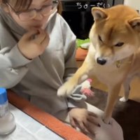 前足でちょうだい