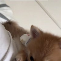 優しくて頼もしいチロルちゃんでした