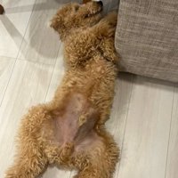 眠る犬3