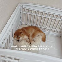 隅で固まる柴犬