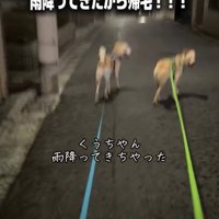 走る犬1