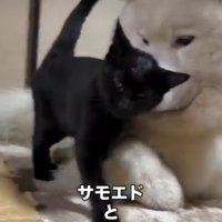 犬にくっつく猫4
