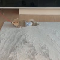 前足を出す犬