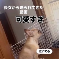 ママさん外出後のこむぎちゃん2