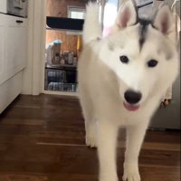 ハスキー3匹を呼んだ時の反応4