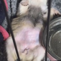 無防備に爆睡する犬