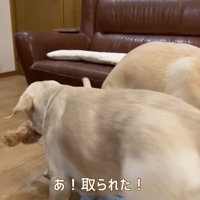 また奪い取られてしまいました！