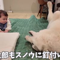 赤ちゃんもメロメロに