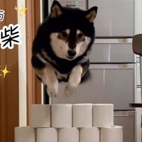 大河くんのトイレットペーパーチャレンジ7