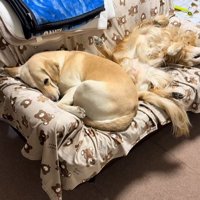 ソファーで眠る大型犬達