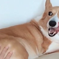 飼い主を見つめる中型犬