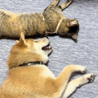 すでに嬉しそうな春陽くん