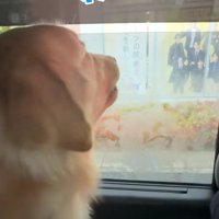 「わん！わん！」