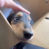 撫でられながら見つめる犬