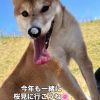 今年も桜を見に行こう