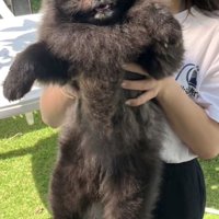 全身を見せる黒い犬