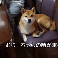 席に座る柴犬