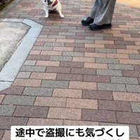 その場から動かない犬