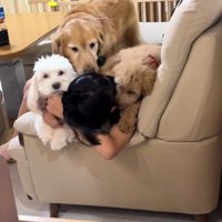 マルちゃんをハグするお孫さん