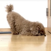 おしりを上げて虫を見る犬