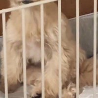 足を絡ませたような座り方をしている犬