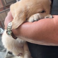 怖がる子犬