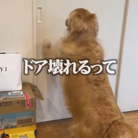 立ち上がってドアを引っ掻く犬
