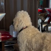 ルークくんをお散歩に誘った時の行動8