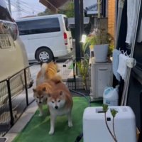 歩く犬1