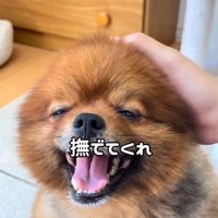 撫でてほしいトムくん