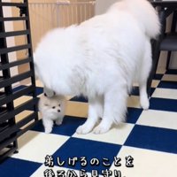 寄り添う犬