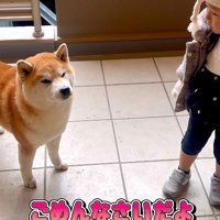 反省するこむぎちゃん