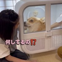 人の顔を見つめる犬
