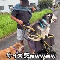 おこめちゃんは大満足