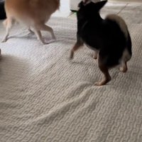 引っ張り合いっこ♪