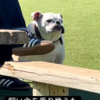 流し目のぱせり君