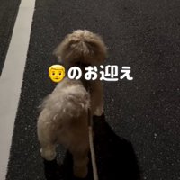夜道を歩く犬