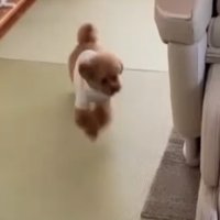 部屋を走る犬3