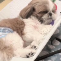 バウンサーで眠るバズくん